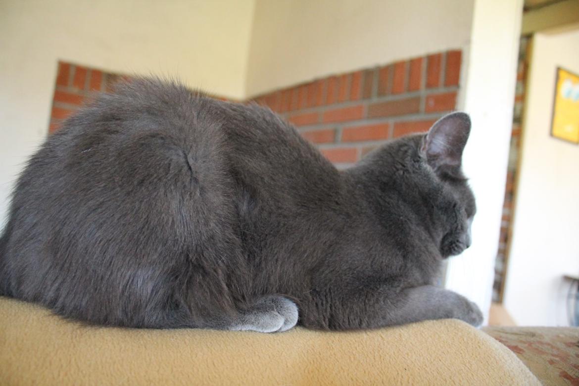 Huskat Mr bean billede 26