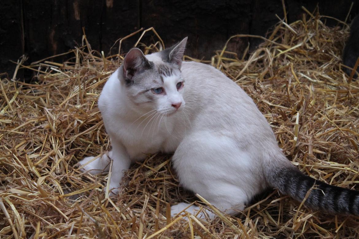 Huskat Mirakel missen billede 32