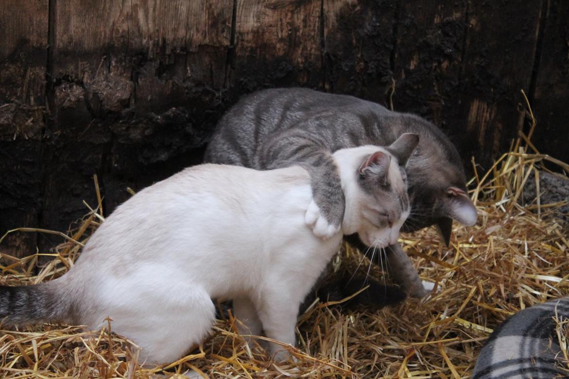 Huskat Mirakel missen billede 41