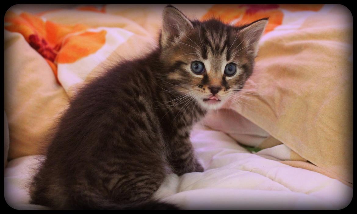 Huskat Triple turtle billede 2