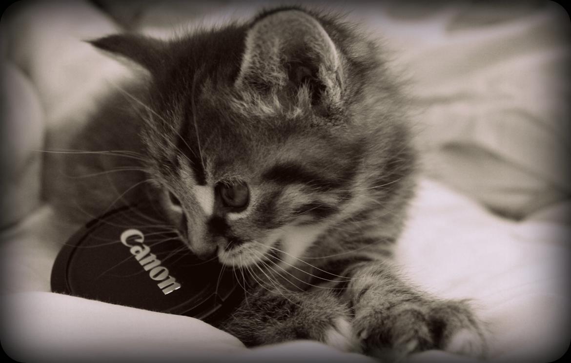 Huskat Triple turtle billede 3