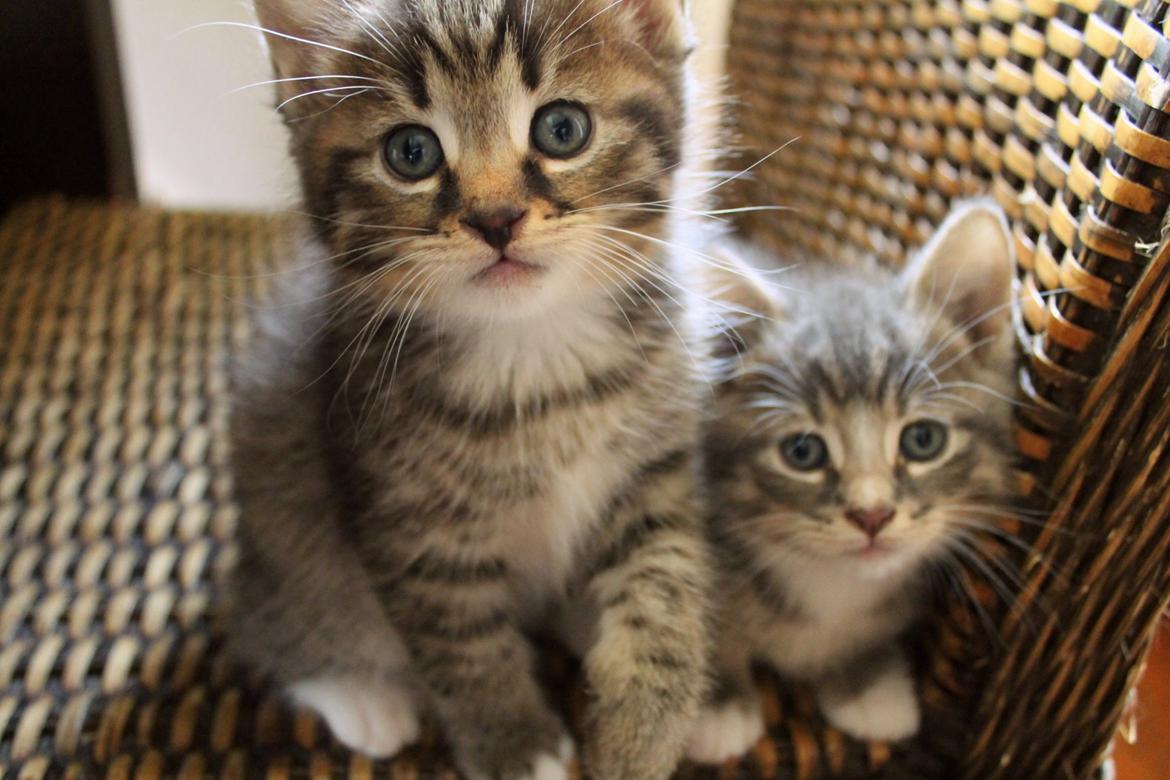 Huskat Triple turtle billede 5