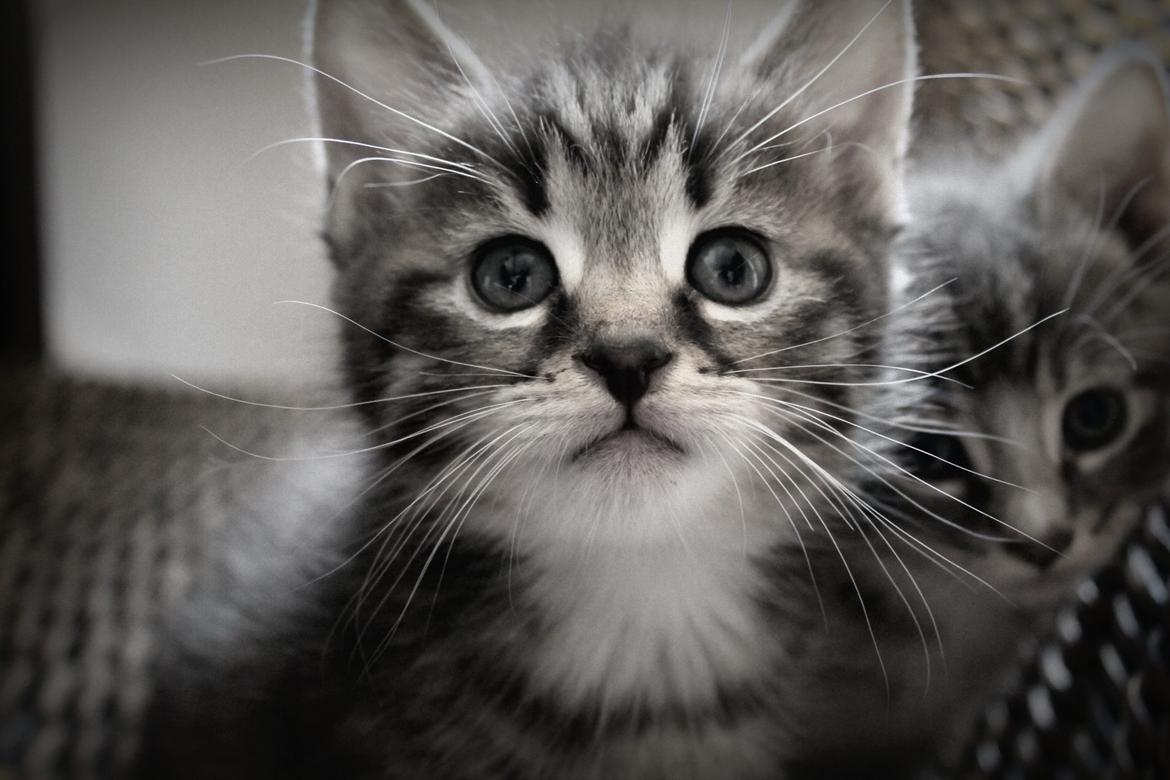 Huskat Triple turtle billede 4