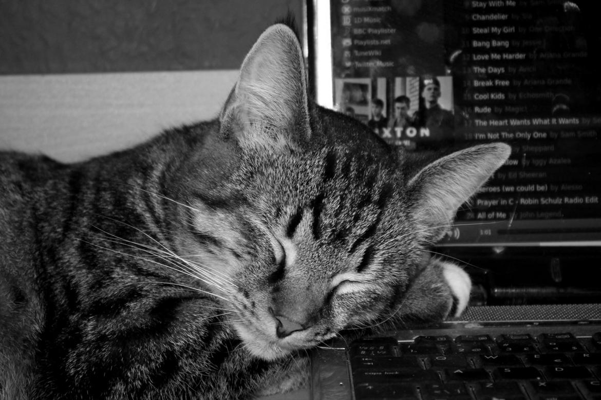 Huskat Triple turtle billede 45