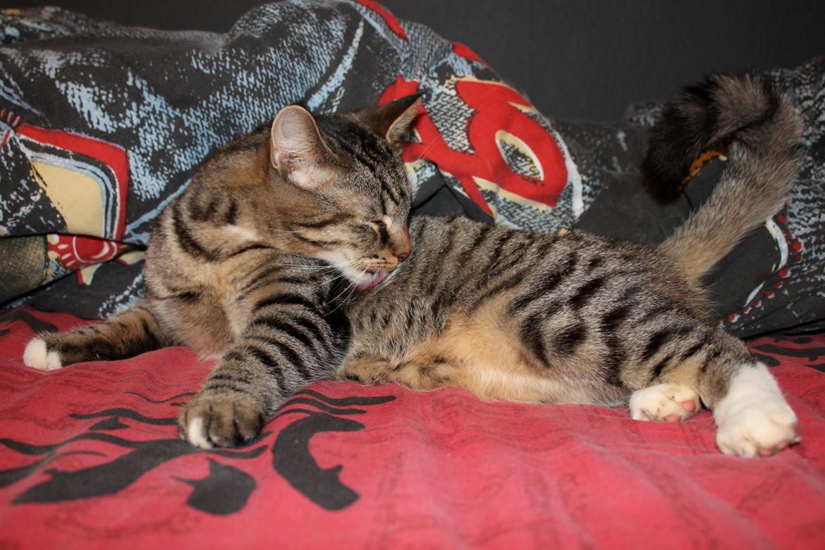 Huskat Triple turtle billede 44