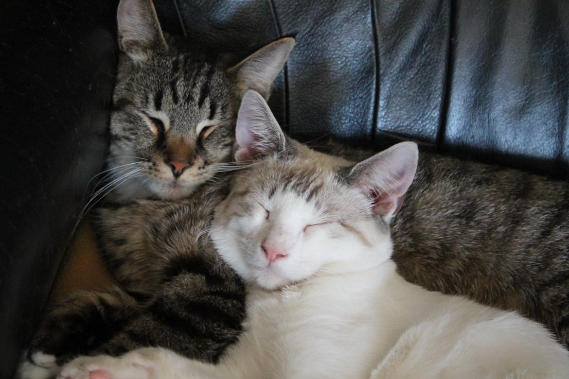 Huskat Triple turtle billede 49