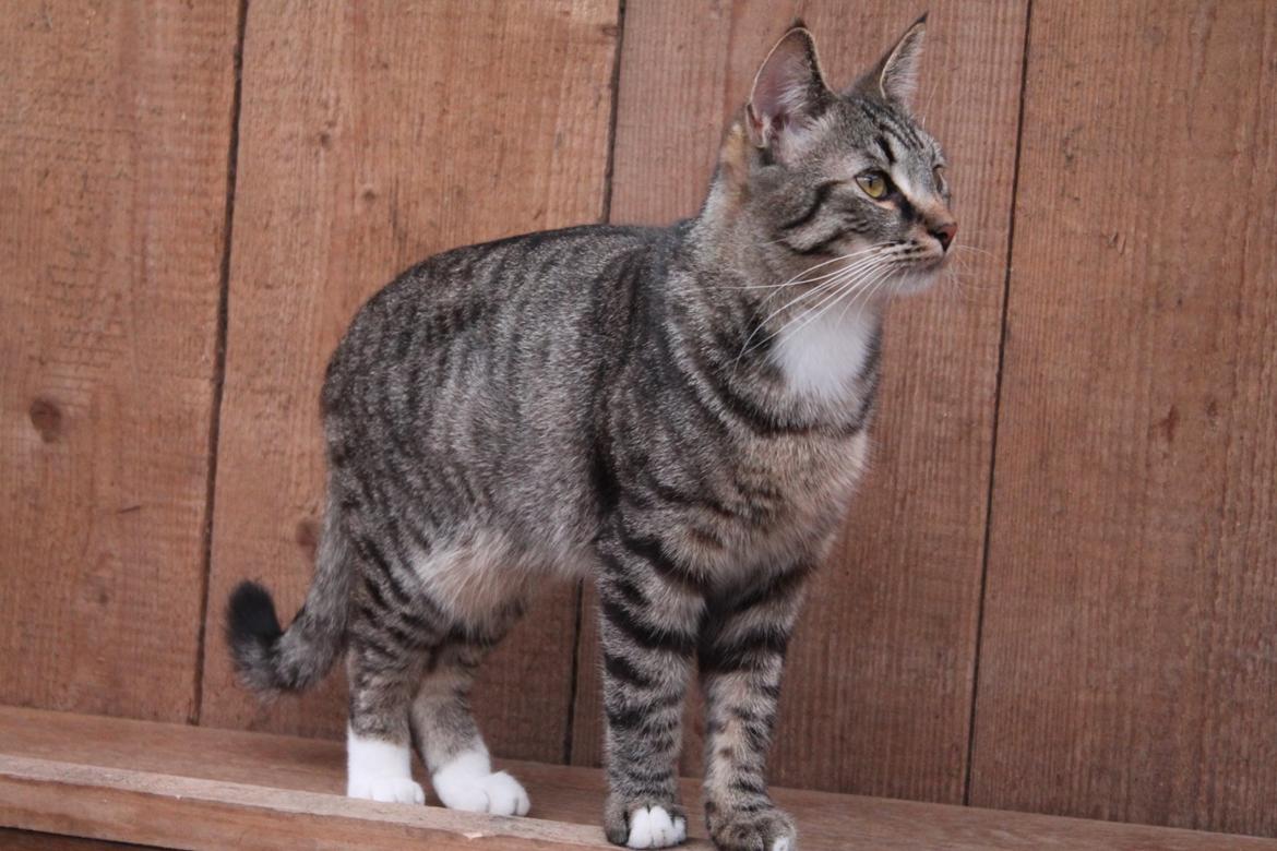 Huskat Triple turtle billede 11