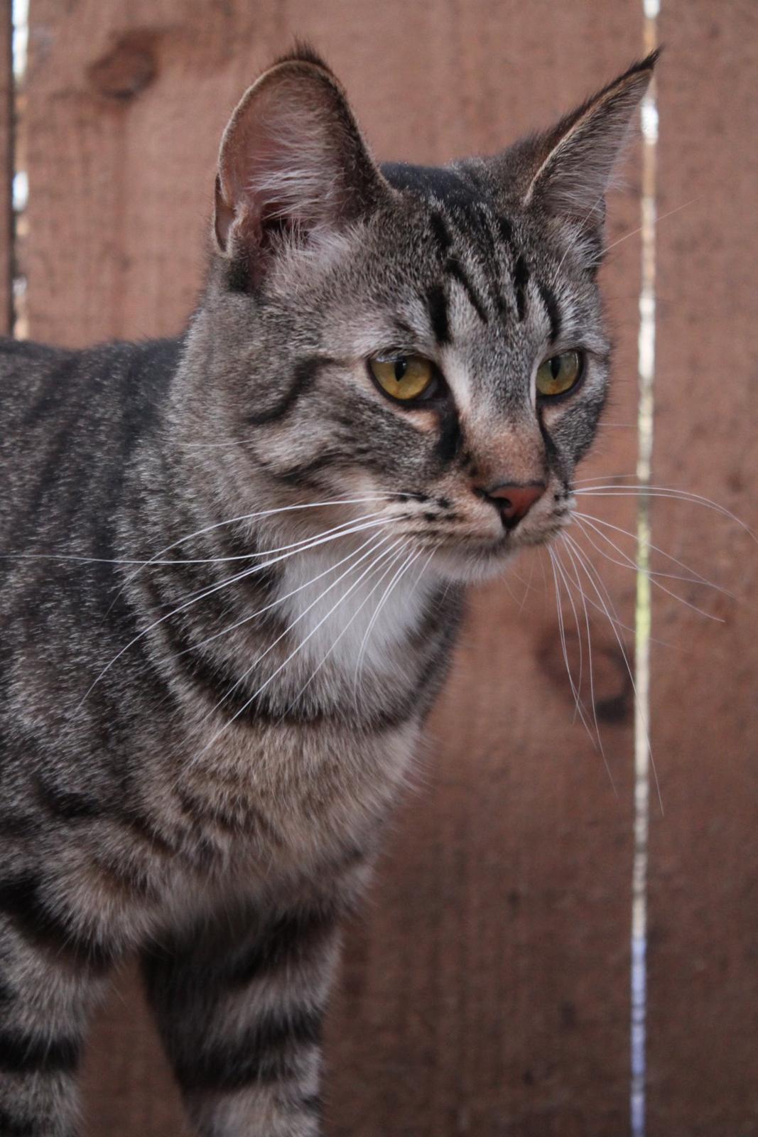 Huskat Triple turtle billede 14