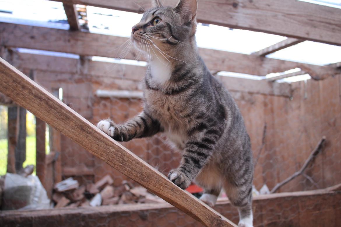 Huskat Triple turtle billede 16