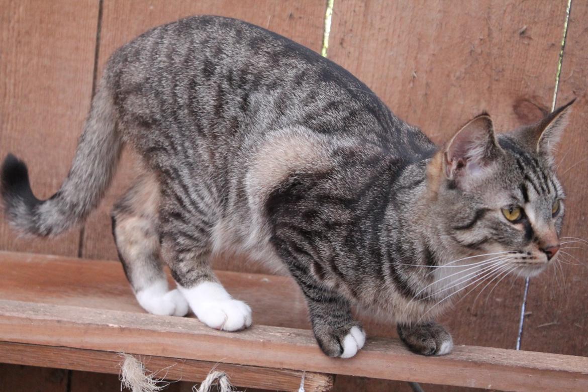 Huskat Triple turtle billede 29