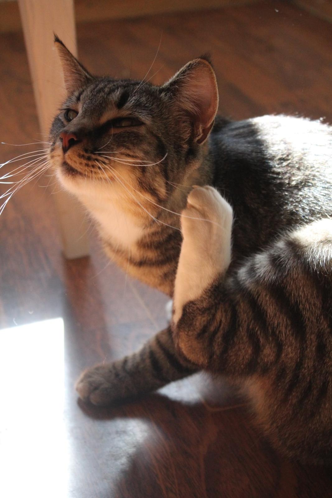 Huskat Triple turtle billede 27