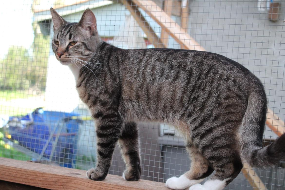 Huskat Triple turtle billede 18