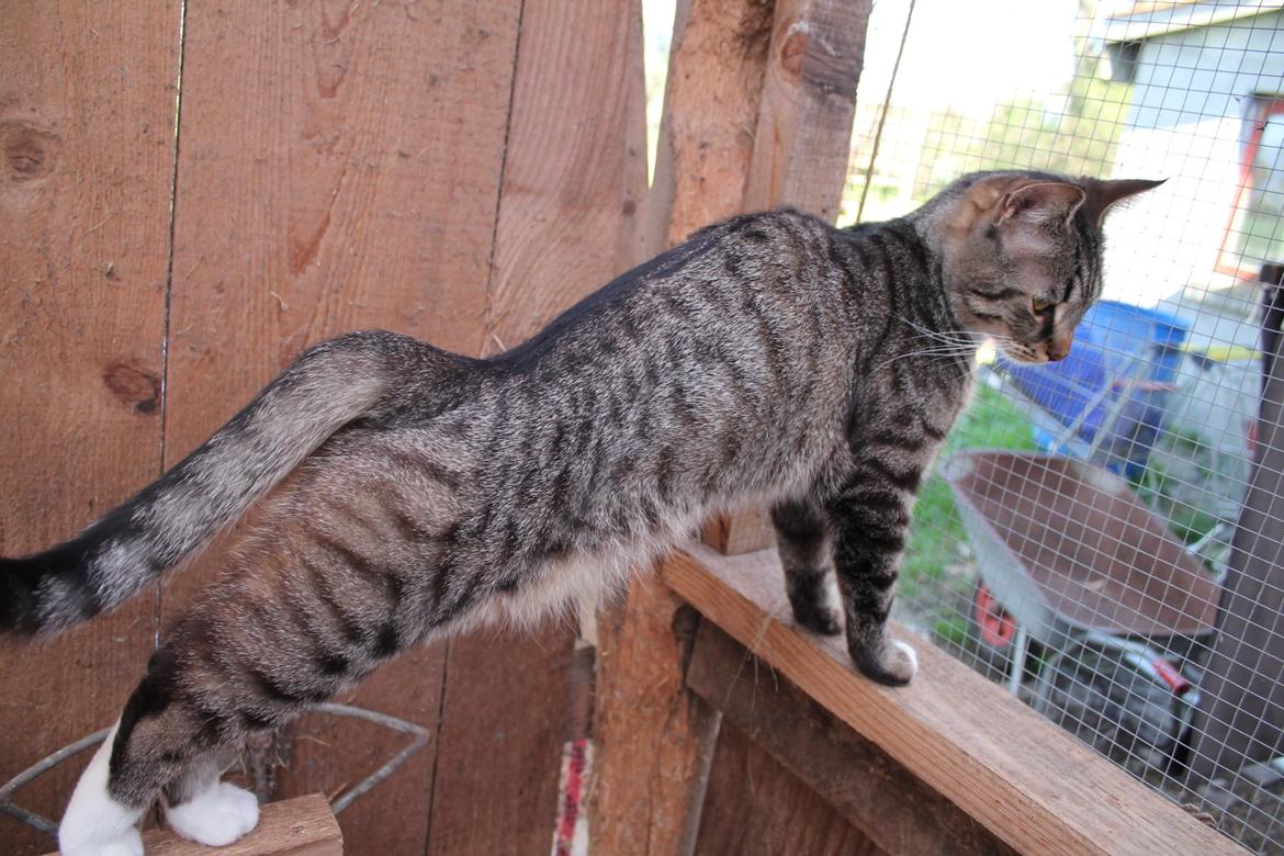 Huskat Triple turtle billede 25