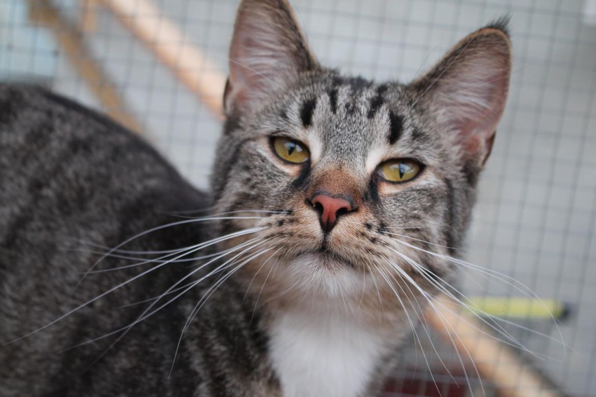 Huskat Triple turtle billede 10