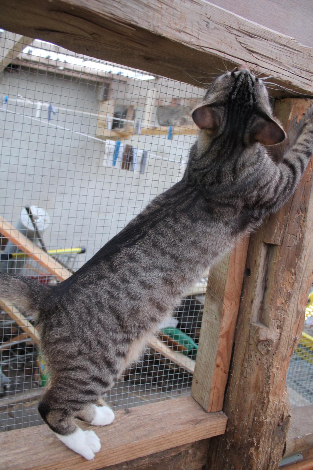 Huskat Triple turtle billede 37