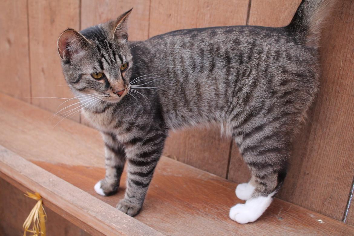 Huskat Triple turtle billede 33