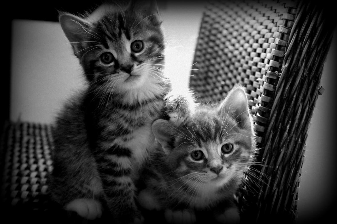 Huskat Triple turtle billede 6