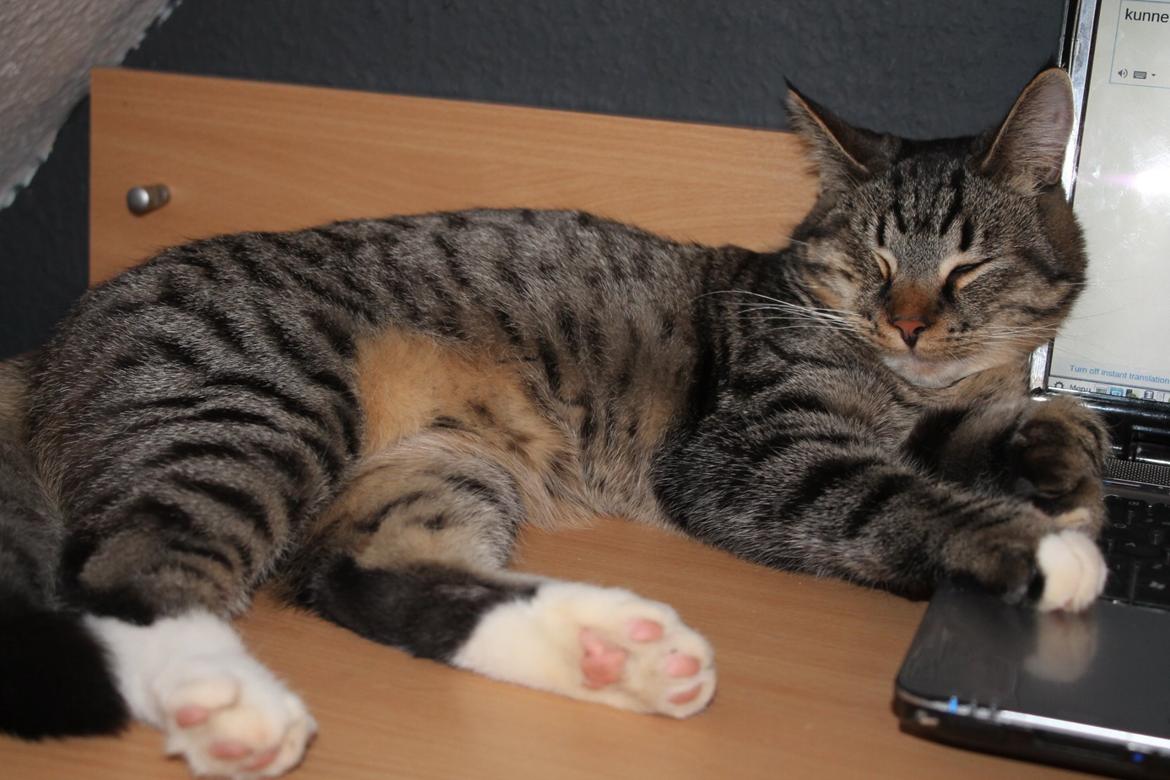 Huskat Triple turtle billede 47