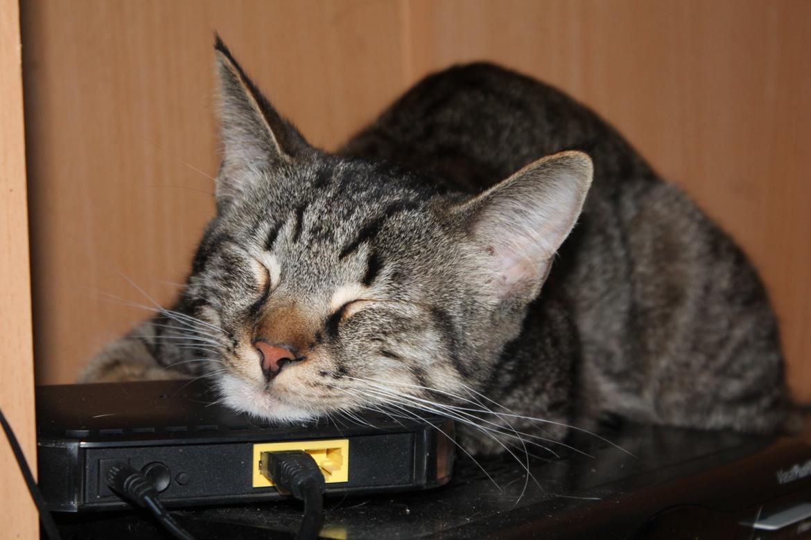 Huskat Triple turtle billede 32