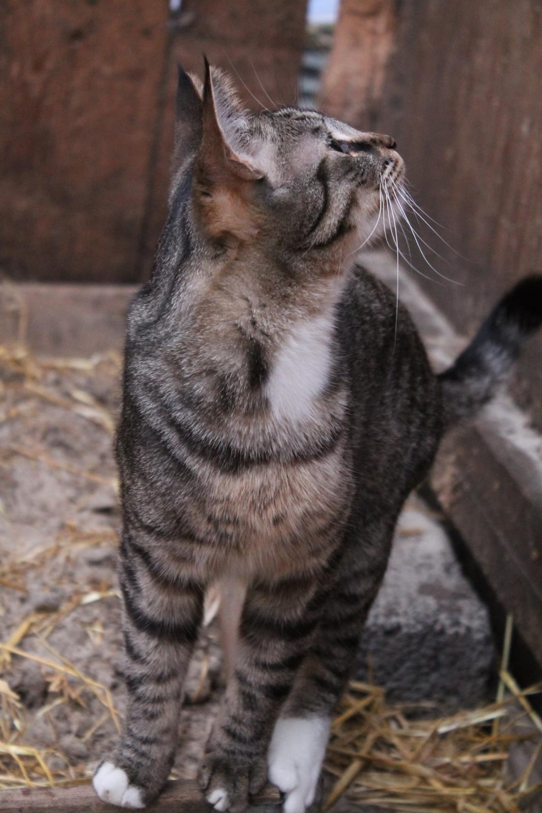 Huskat Triple turtle billede 20