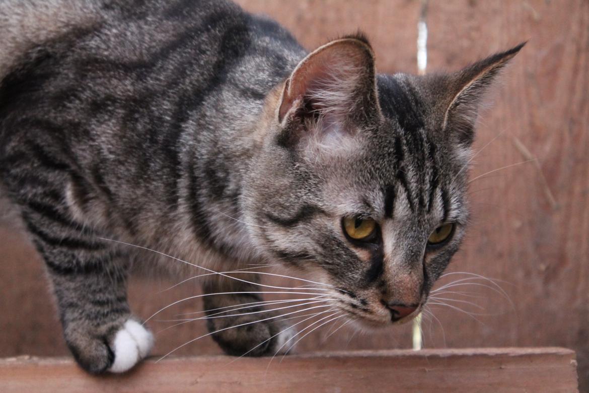 Huskat Triple turtle billede 41