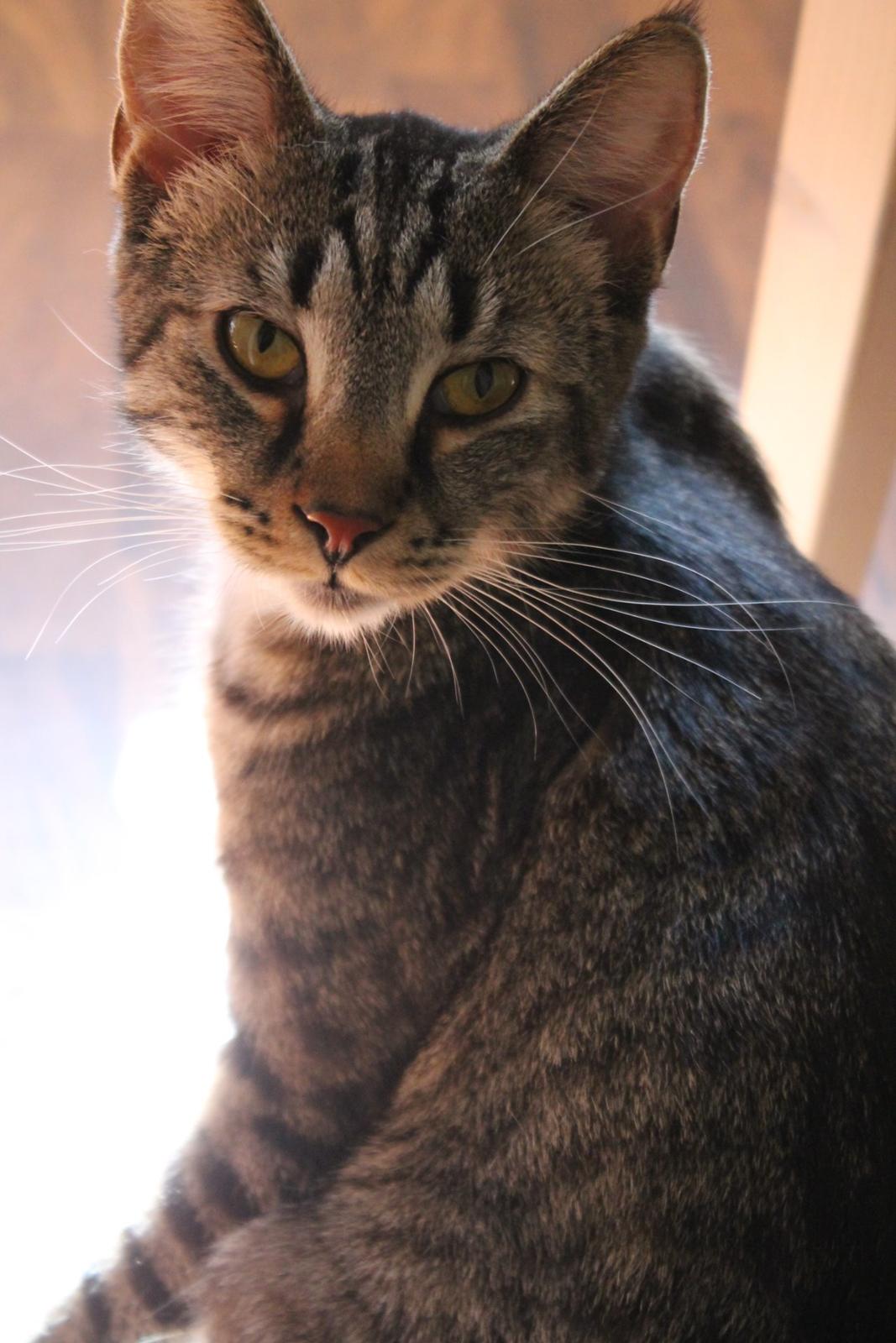 Huskat Triple turtle billede 13