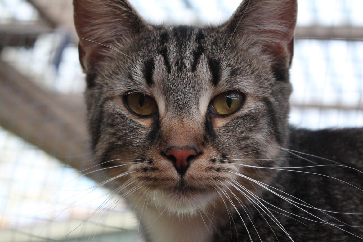 Huskat Triple turtle billede 26