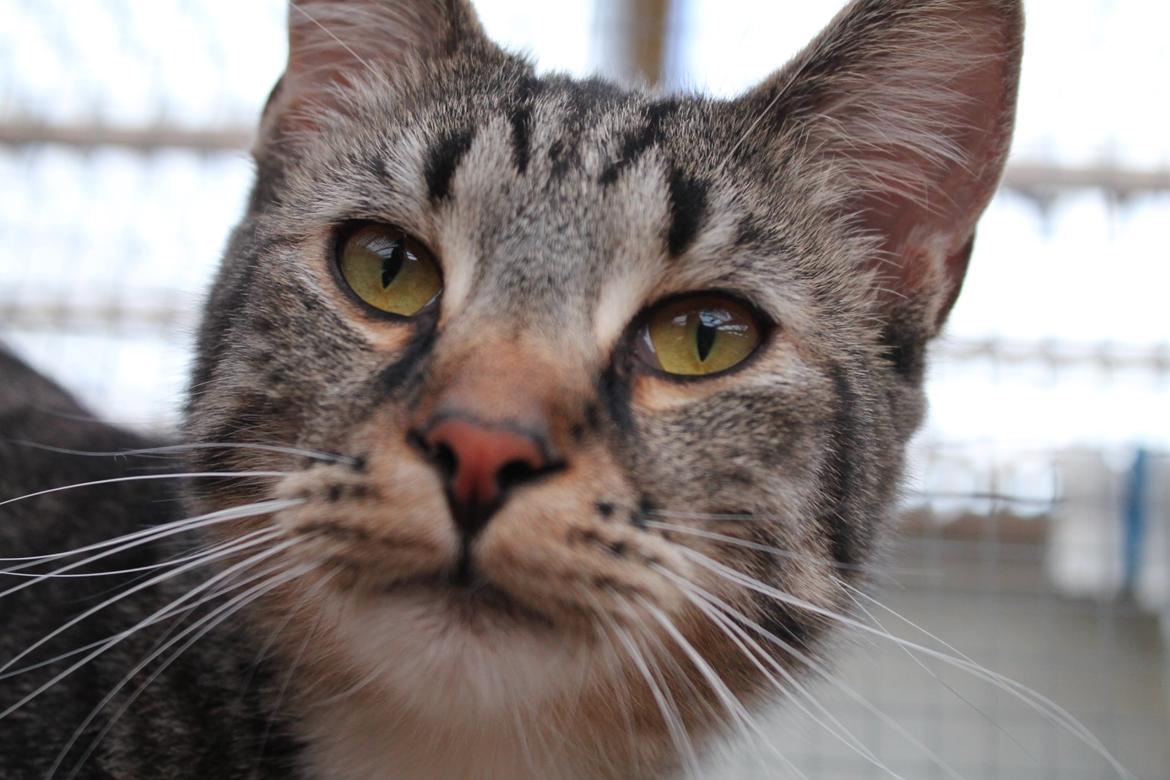 Huskat Triple turtle billede 36