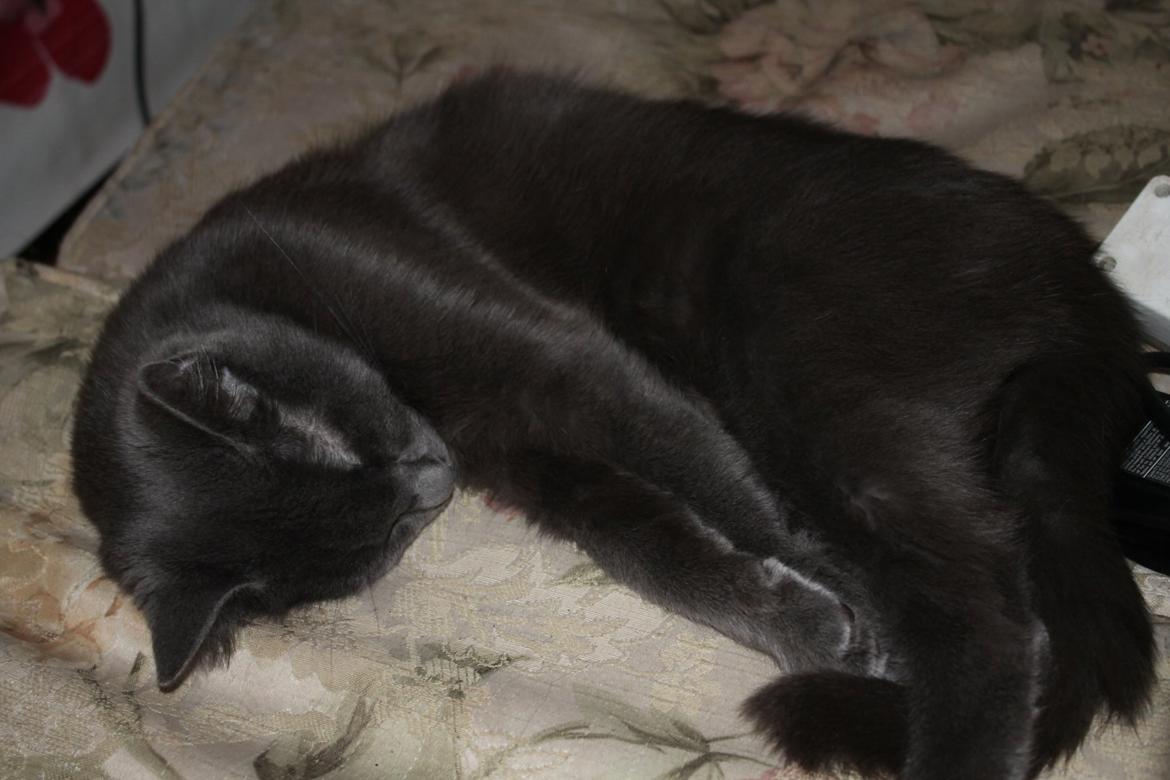 Huskat Mr bean billede 14