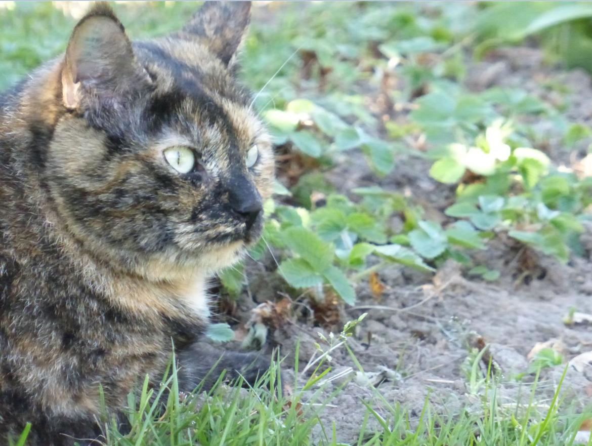 Blanding af racer Cocio <3 billede 2