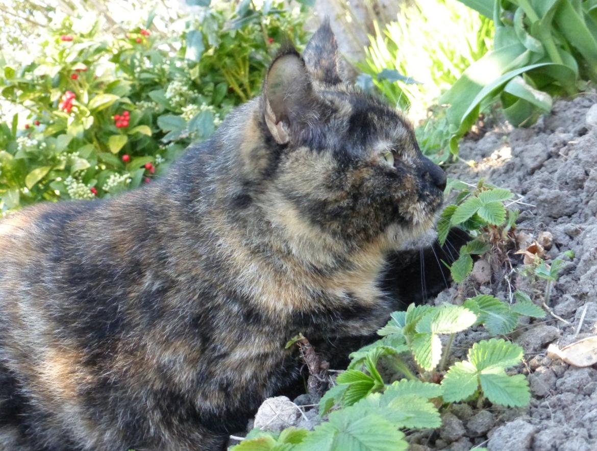 Blanding af racer Cocio <3 billede 4