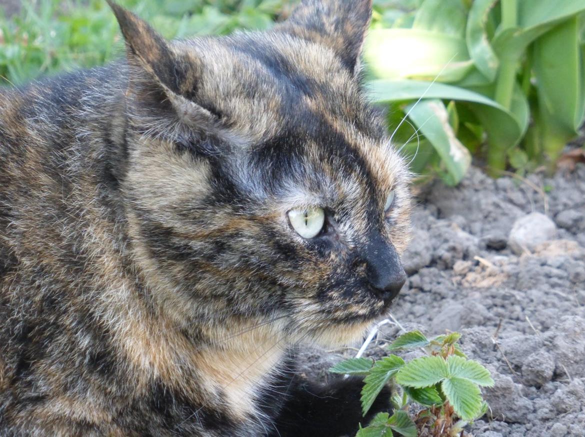 Blanding af racer Cocio <3 billede 6