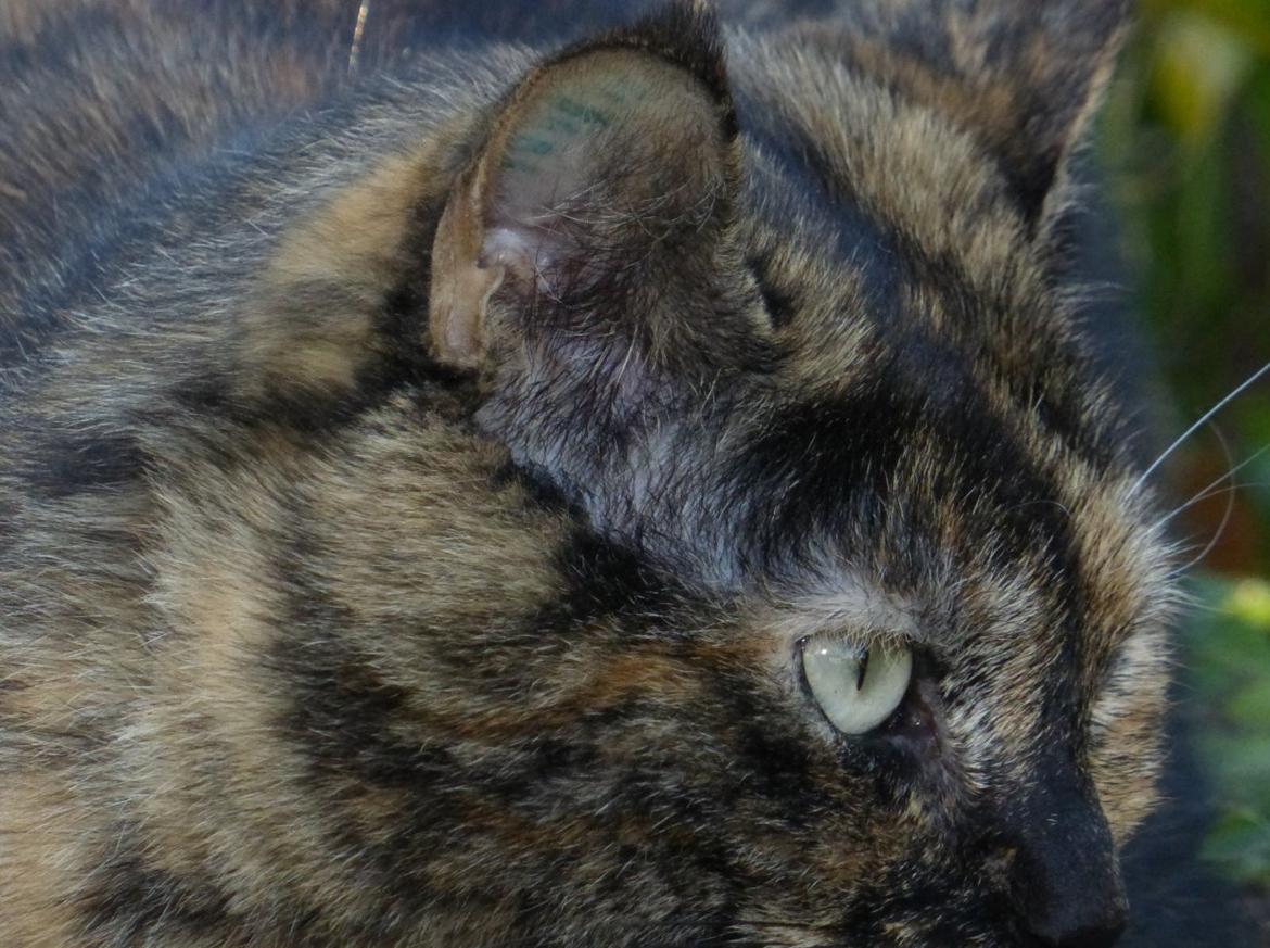 Blanding af racer Cocio <3 billede 9