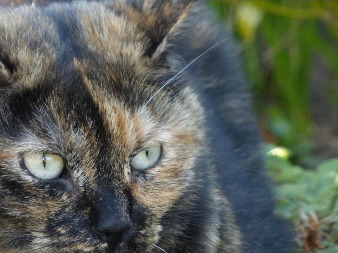 Blanding af racer Cocio <3 billede 1