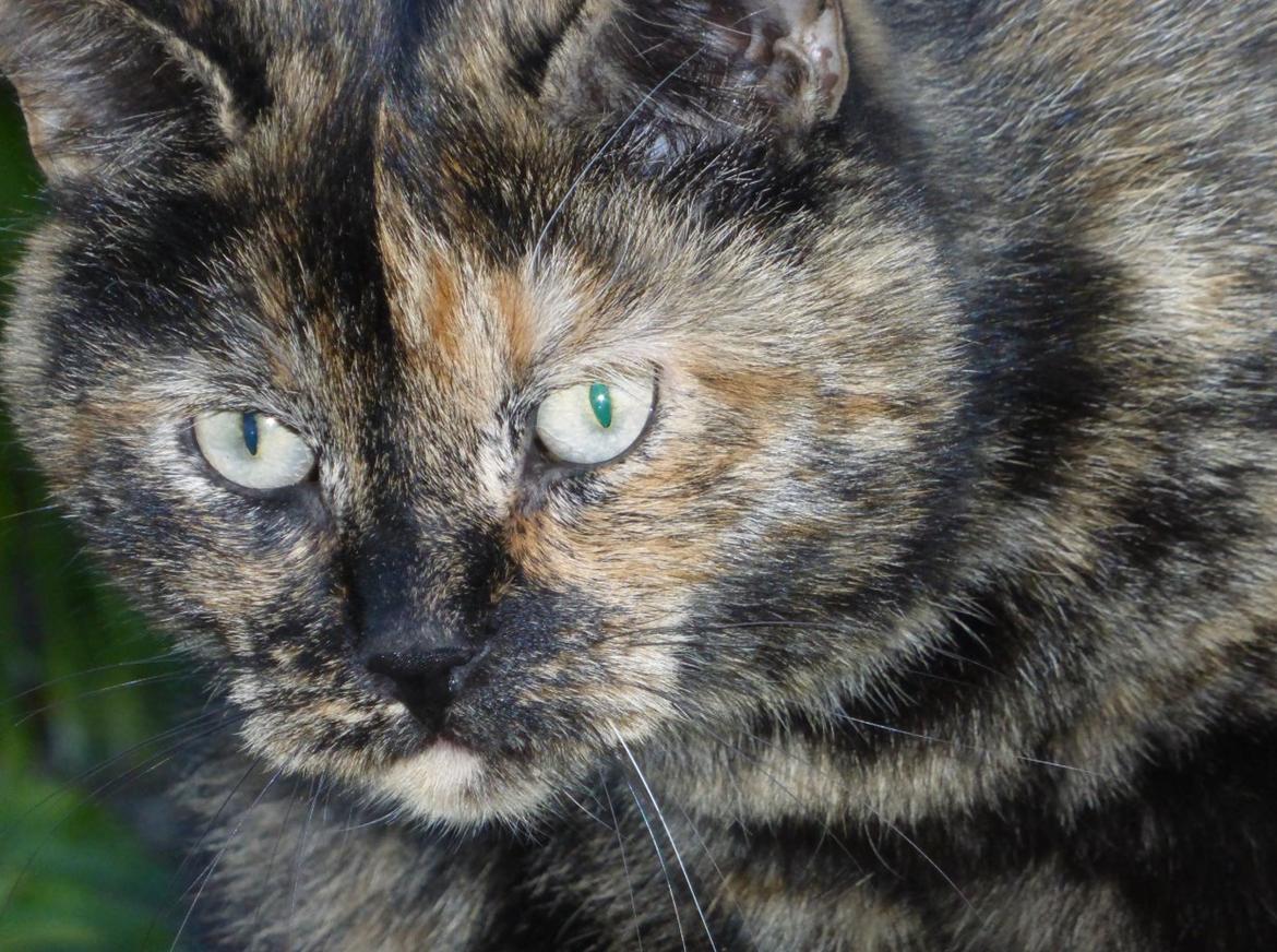 Blanding af racer Cocio <3 billede 7