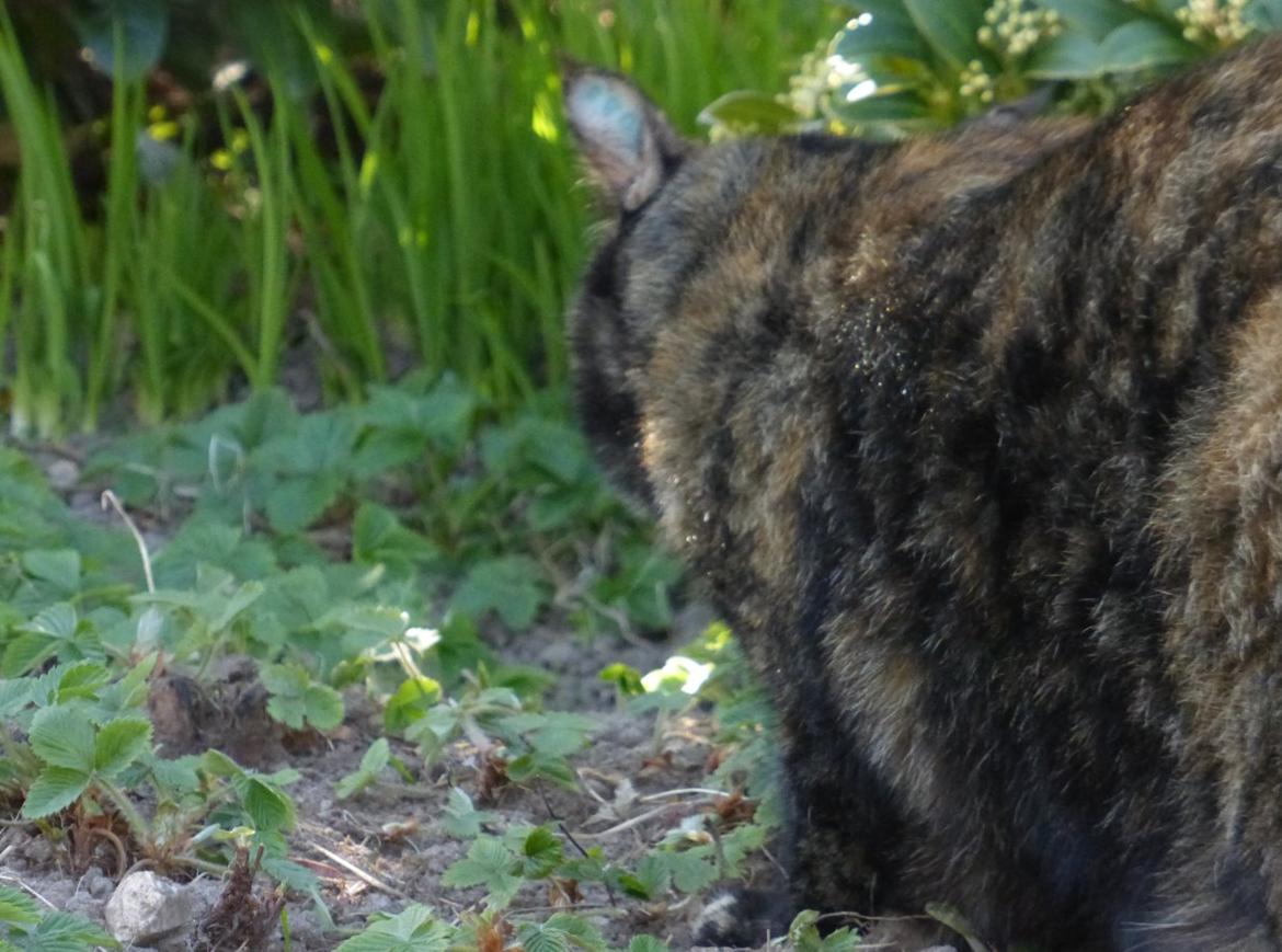 Blanding af racer Cocio <3 billede 11