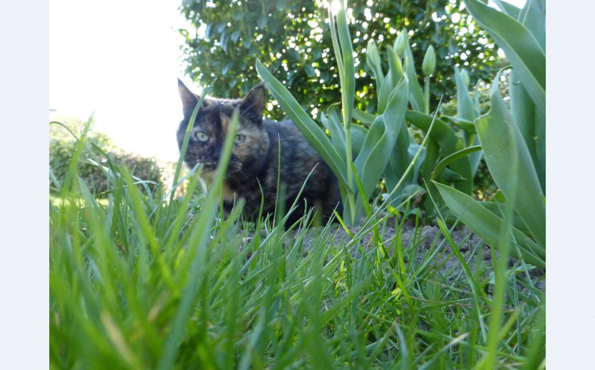 Blanding af racer Cocio <3 billede 12