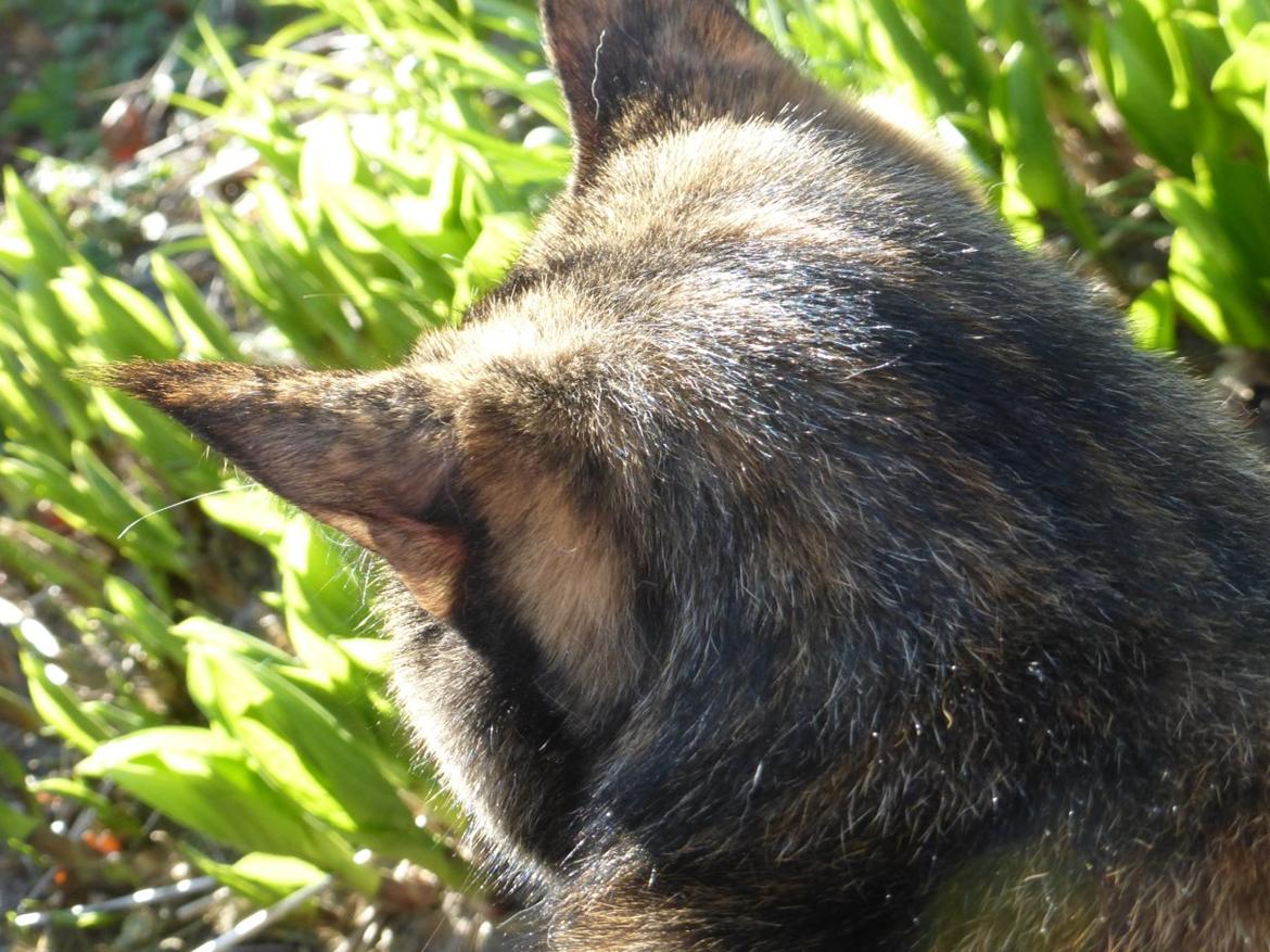 Blanding af racer Cocio <3 billede 14