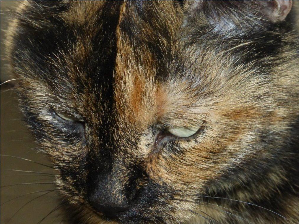 Blanding af racer Cocio <3 billede 5