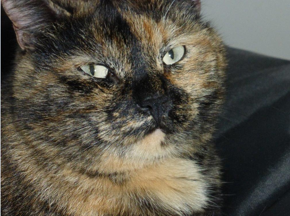 Blanding af racer Cocio <3 billede 8