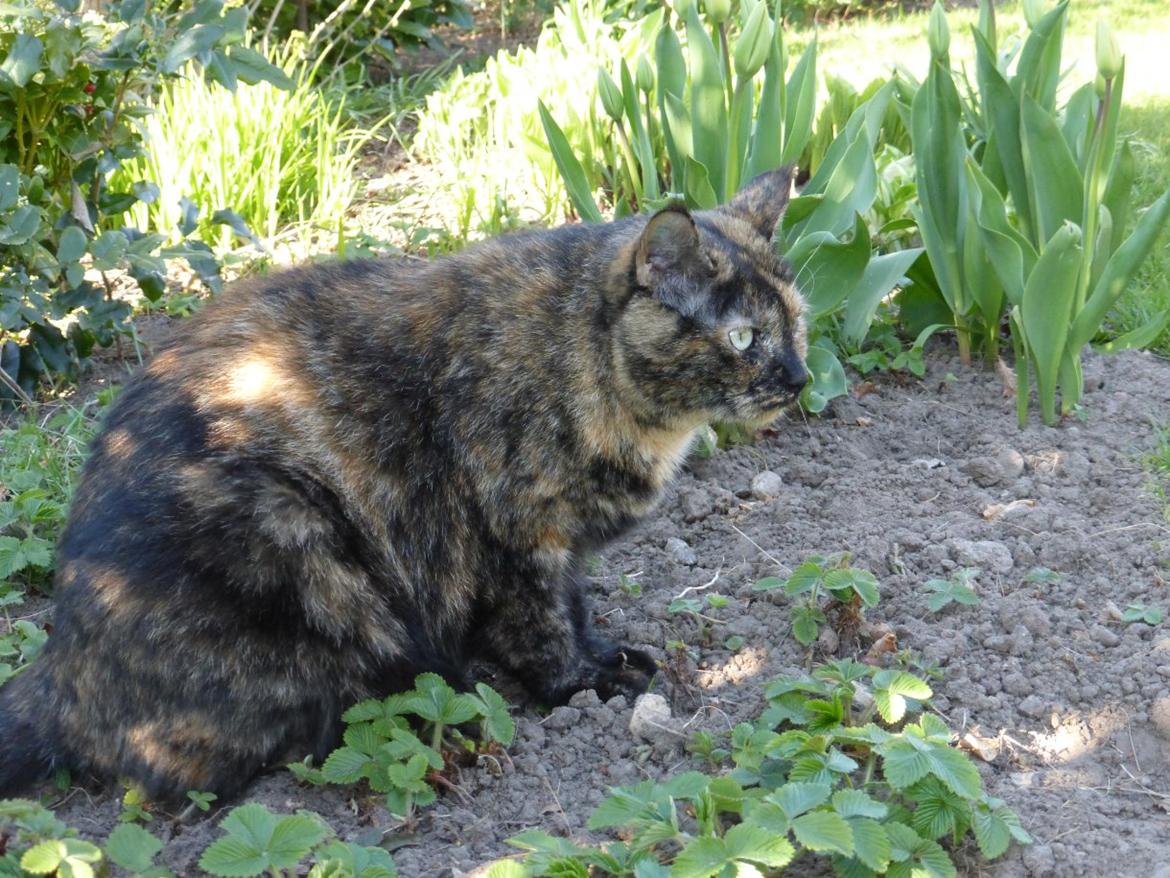 Blanding af racer Cocio <3 billede 13