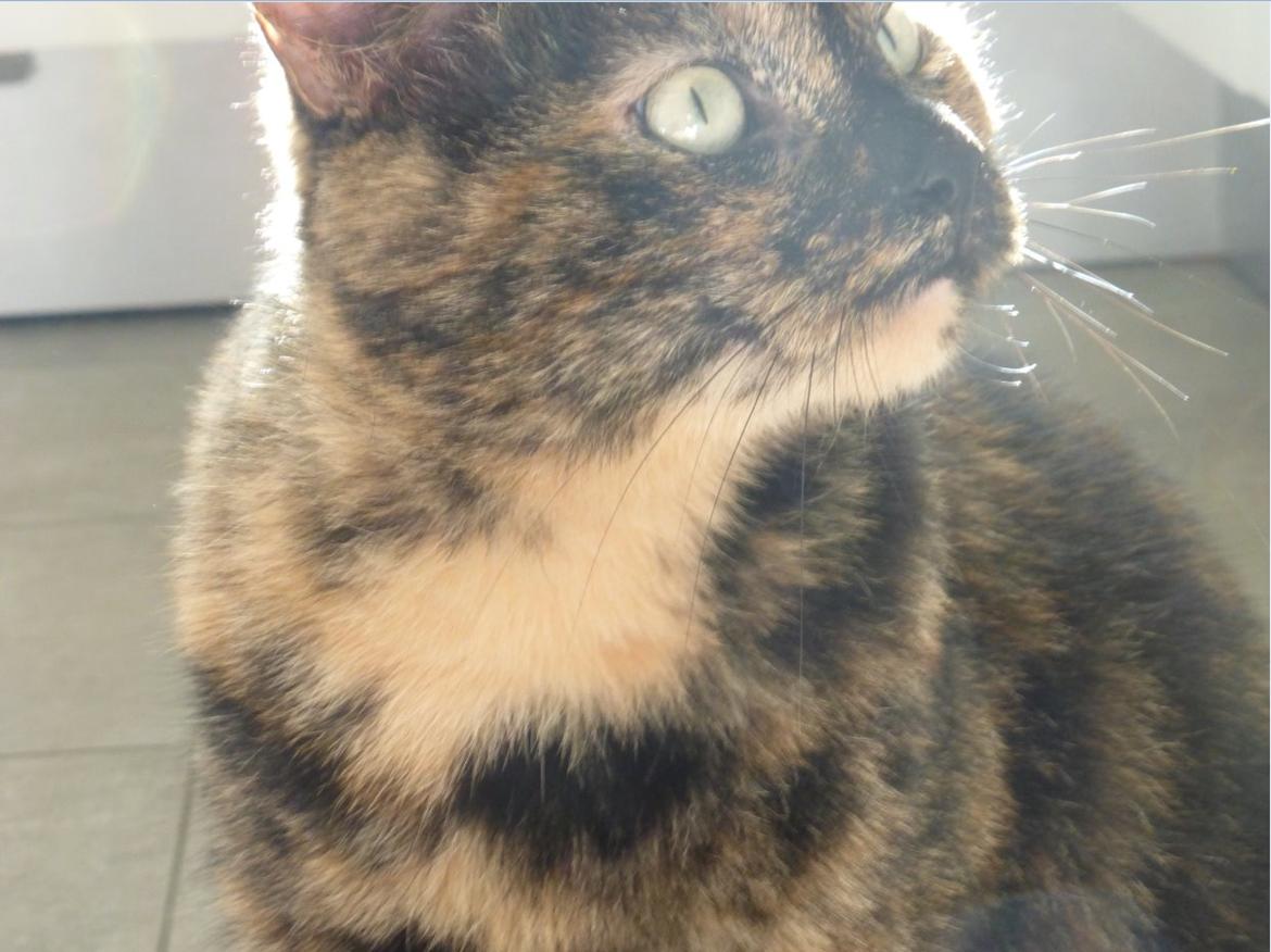 Blanding af racer Cocio <3 billede 3