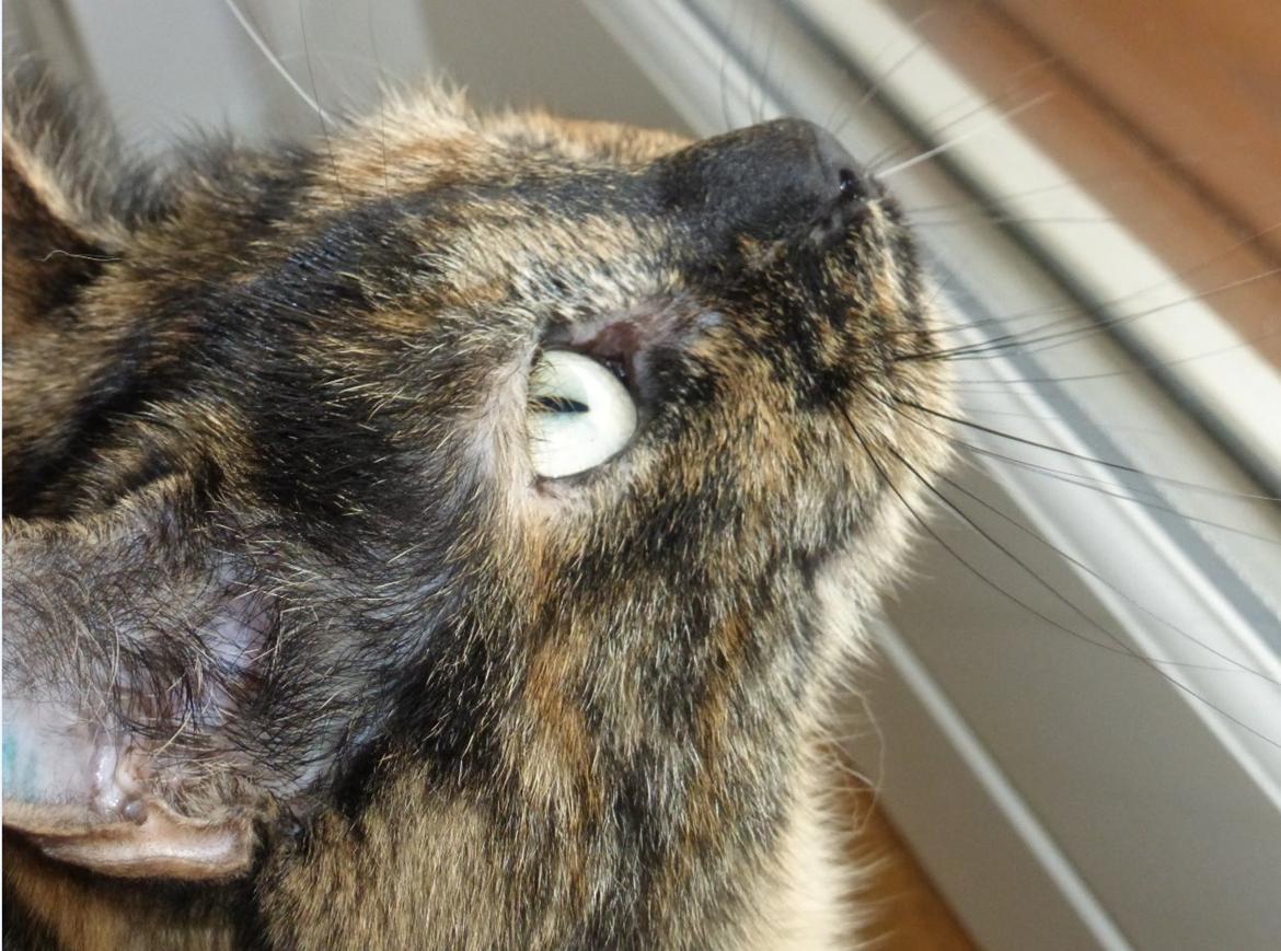 Blanding af racer Cocio <3 billede 10