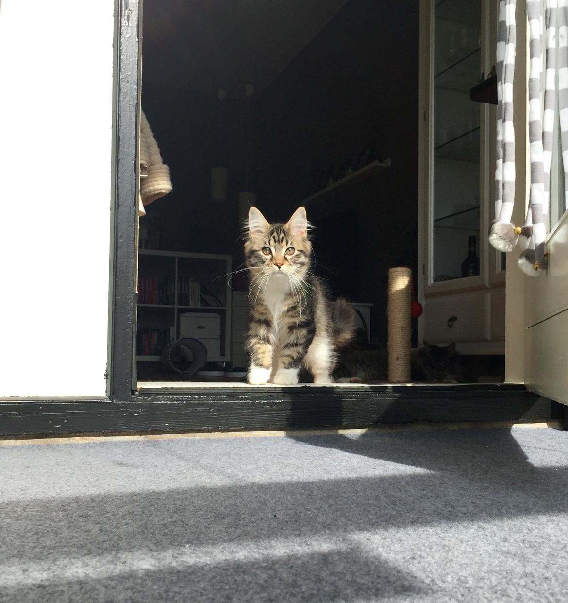 Maine Coon Darling Nala billede 38