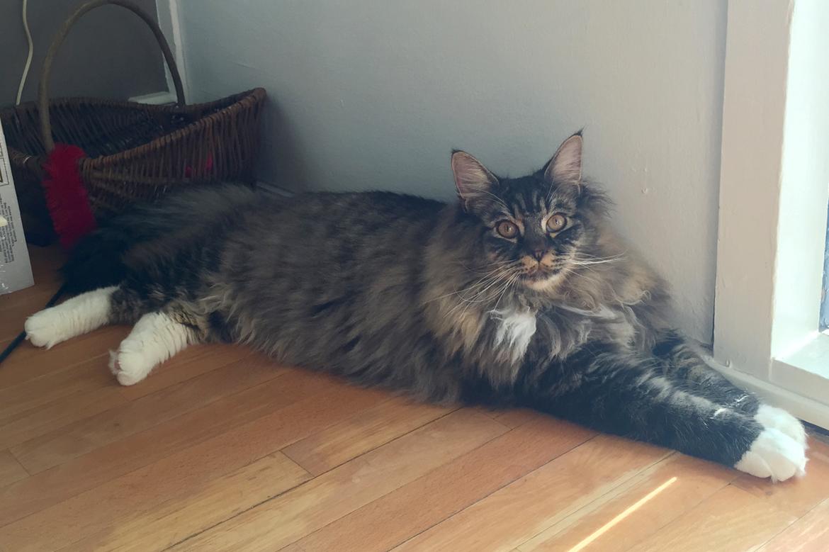 Maine Coon Simba - 37 uger og 6 kg. billede 6