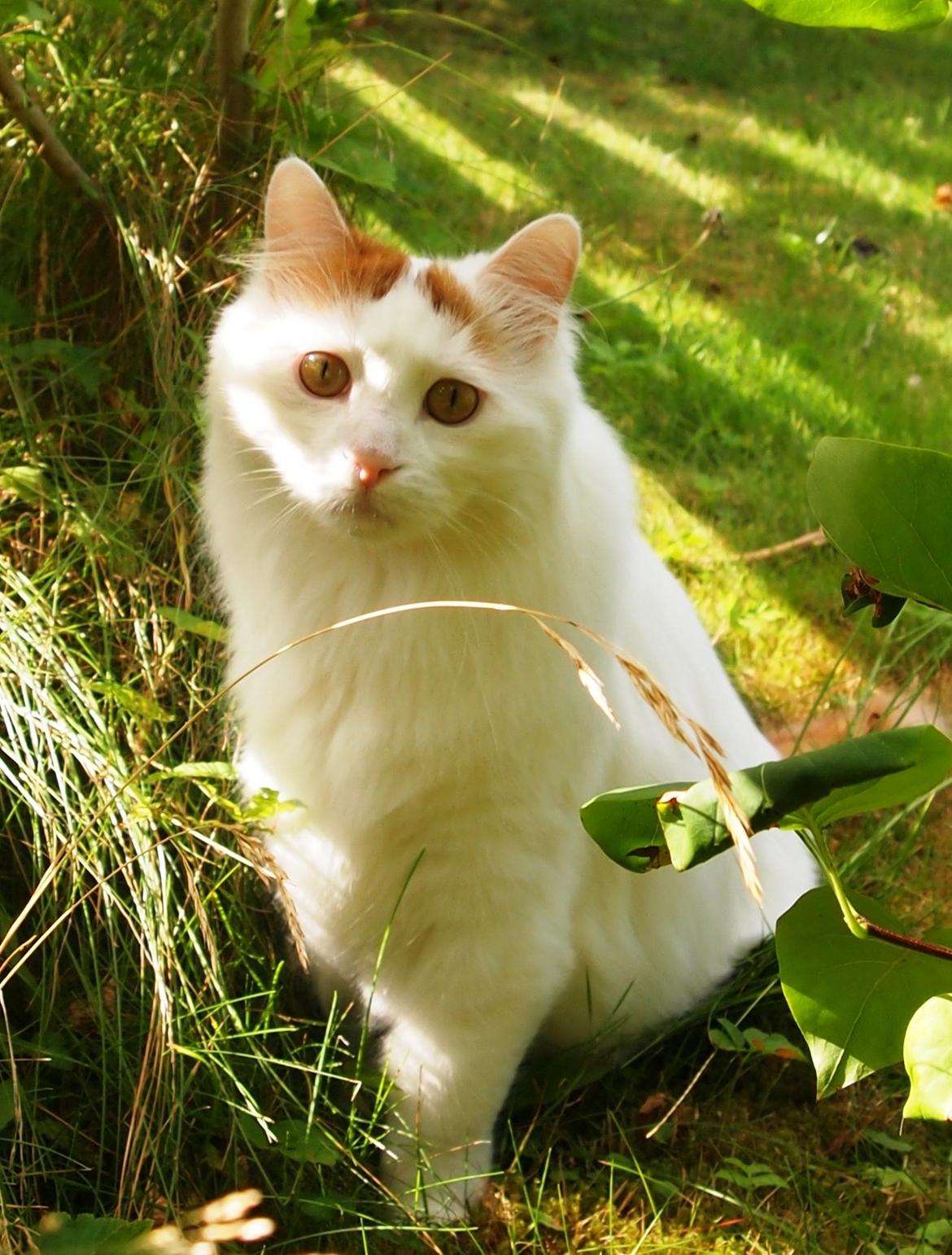 Tyrkisk Van DK SP Silkyvans Hancock billede 2