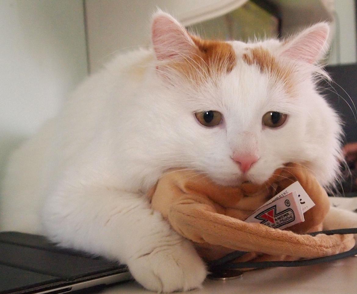 Tyrkisk Van DK SP Silkyvans Hancock billede 3