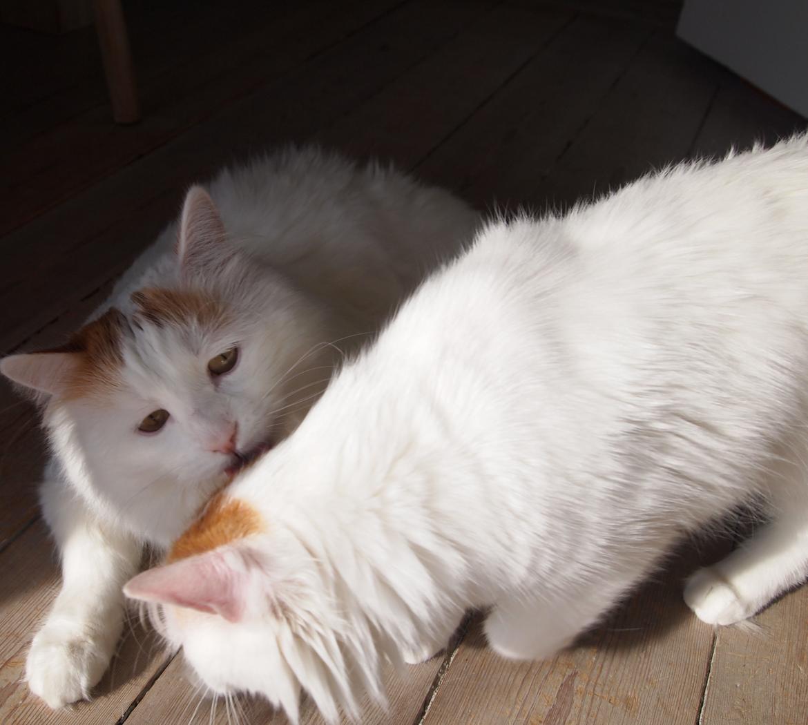 Tyrkisk Van DK SP Silkyvans Hancock billede 4