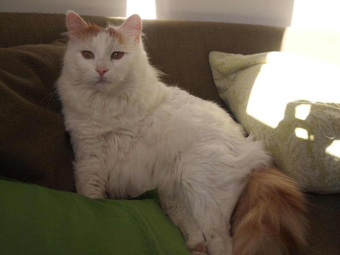 Tyrkisk Van DK SP Silkyvans Hancock billede 5