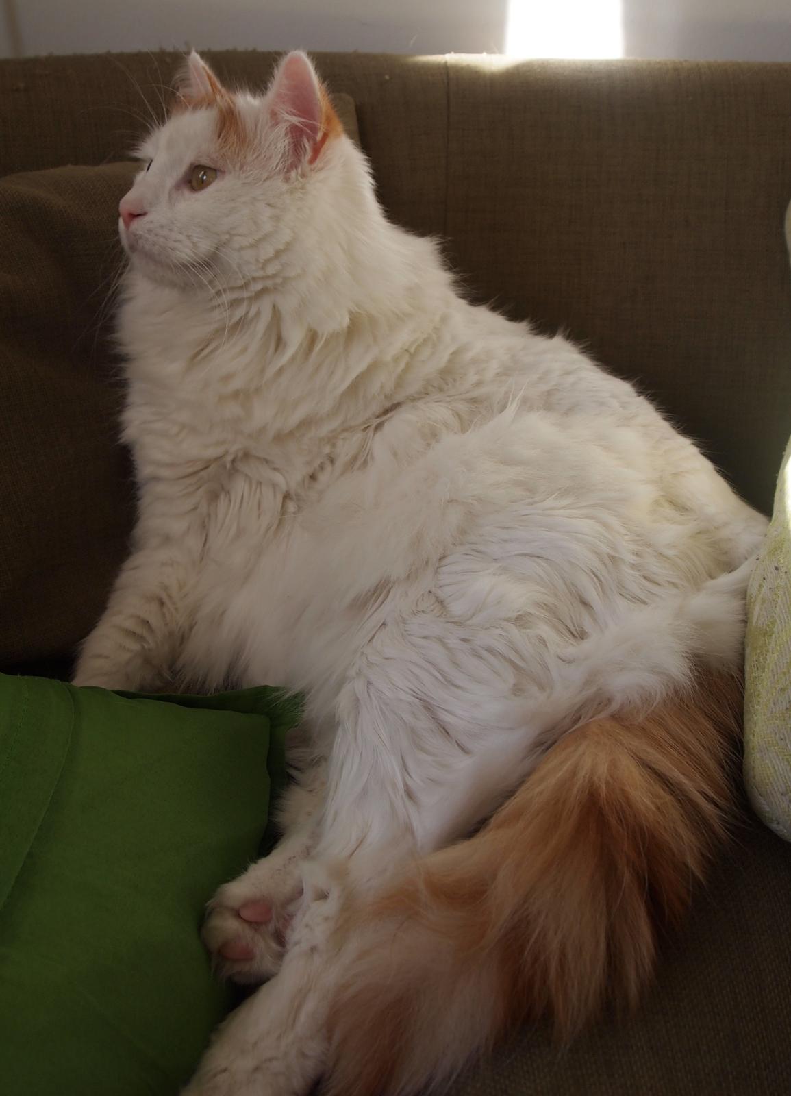 Tyrkisk Van DK SP Silkyvans Hancock billede 6